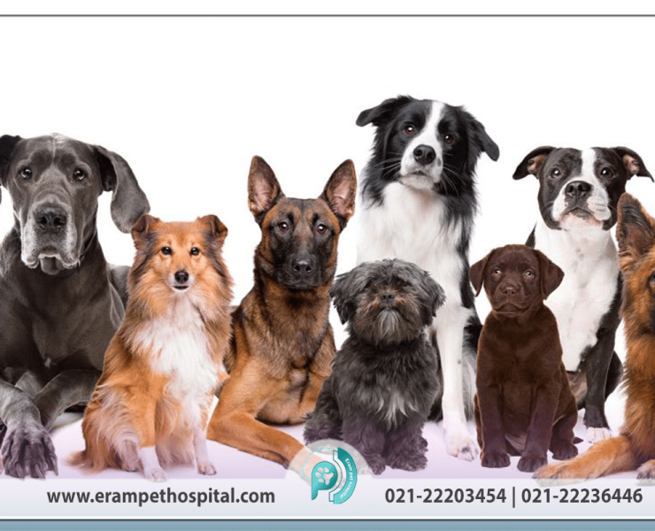 nejad-dogs-1200-800-min
