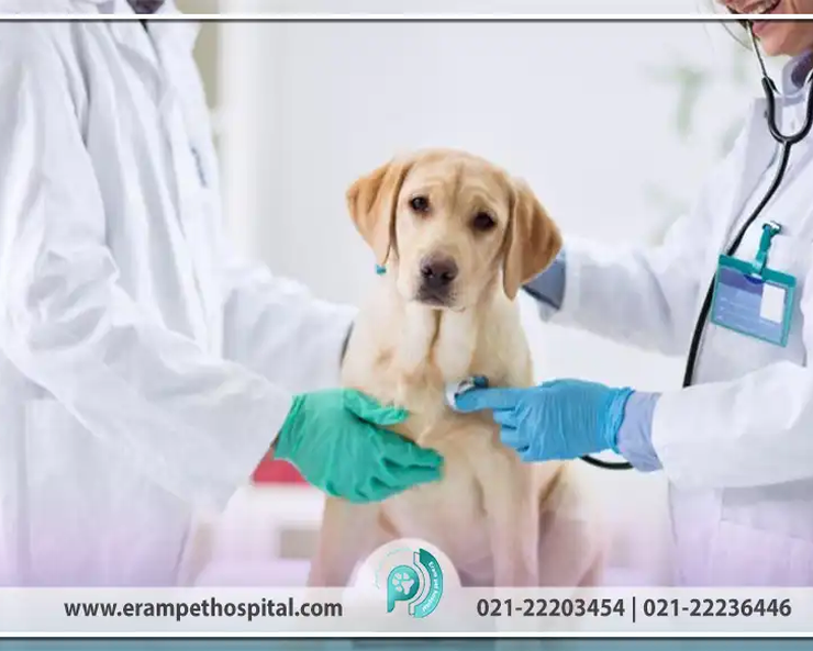 Cancer-in-Pets-Diagnosis-to-Treatment-erampethospital.com_