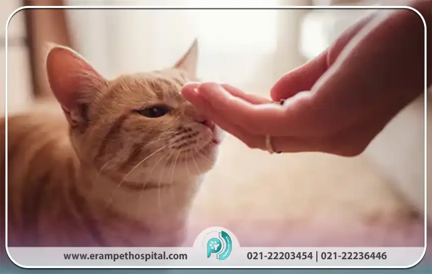 نکات کلیدی در تربیت گربه‌ها (از آموزش های اولیه تا فرمان پذیری)