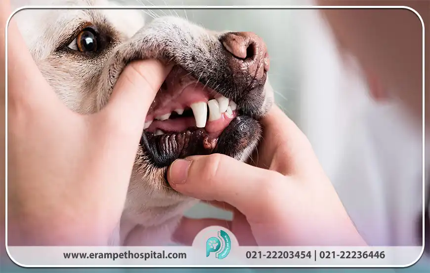 شکستگی دندان، پوسیدگی و ناهنجاری‌های فکی