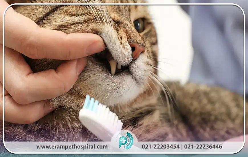 علائم هشداردهنده بیماری های دندانی که باید نگران شد؟