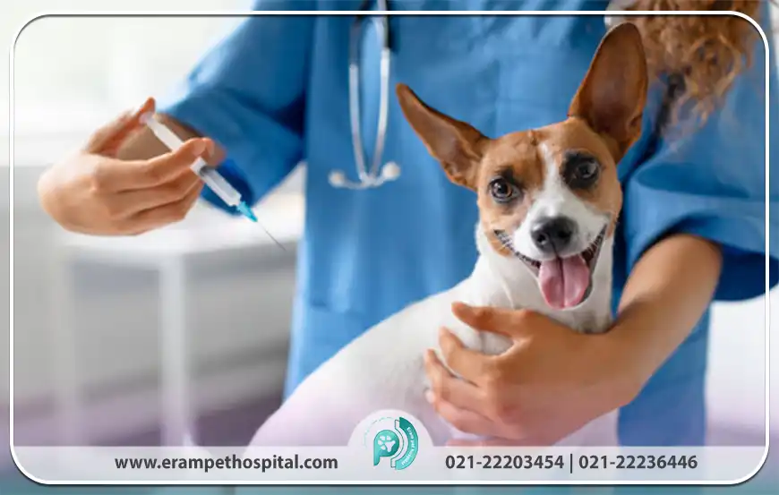 چرا واکسیناسیون حیوانات خانگی ضروری است؟