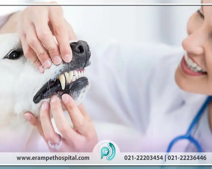 Why-is-your-pets-dental-health-vital-erampethospital.com_