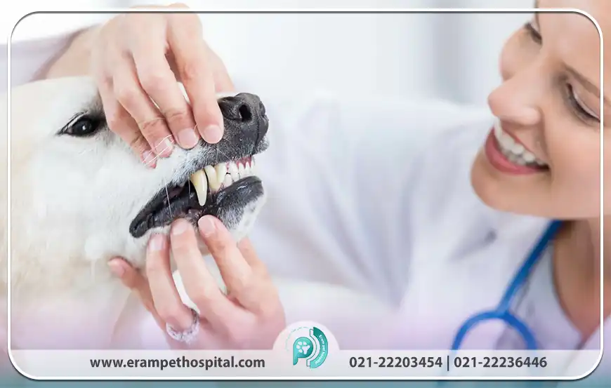 چرا سلامت دندان حیوان خانگی شما حیاتی است؟