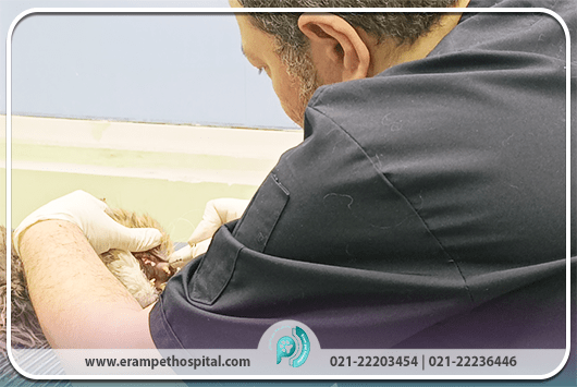دندانپزشکی حیوانات در بیمارستان دامپزشکی ارم تهران