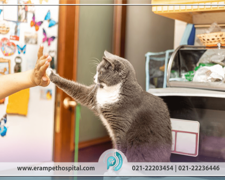 raftar-gorbe-1200-800-min-740x600