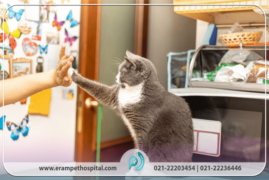 تربیت و رفتارشناسی گربه‌ها