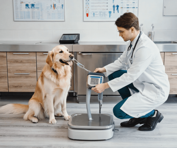 rejim-1200-800-min-1-1065x710