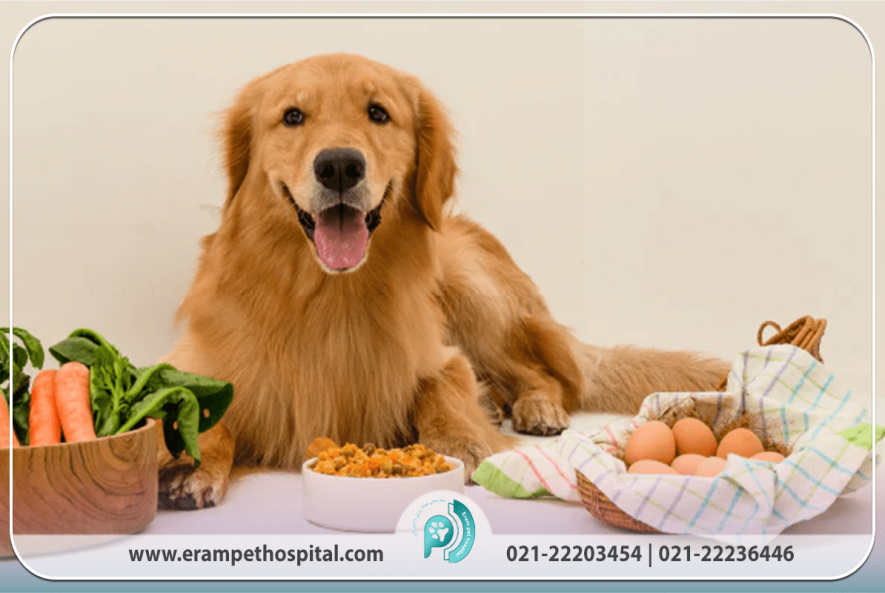 رژیم غذایی مناسب برای سگها