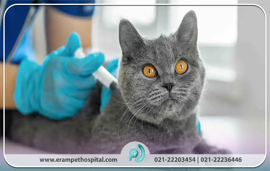 فاصله و زمان مناسب برای واکسیناسیون حیوانات خانگی