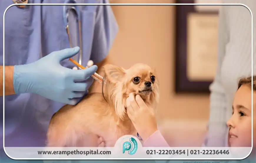 نقش دامپزشک در سلامت حیوانات و جامعه