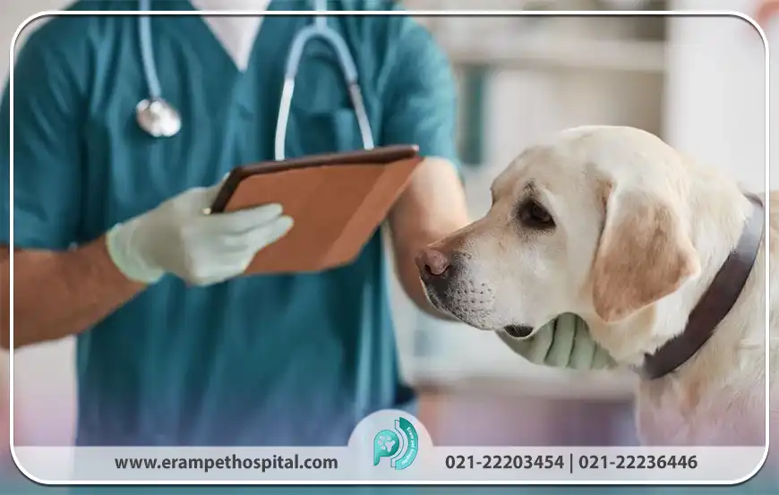 دامپزشک در درمان سرطان حیوانات چه نقشی دارد؟