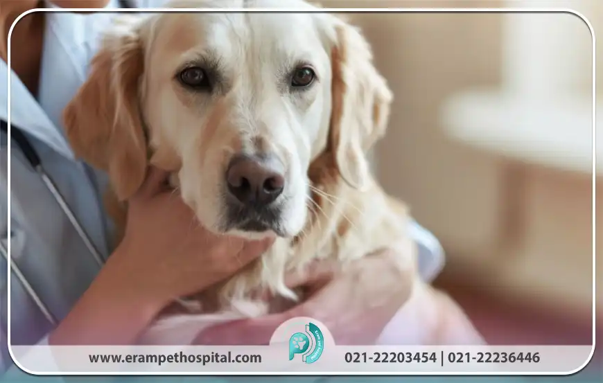 مراحل انکولوژی حیوانات خانگی از تشخیص تا درمان چیست؟