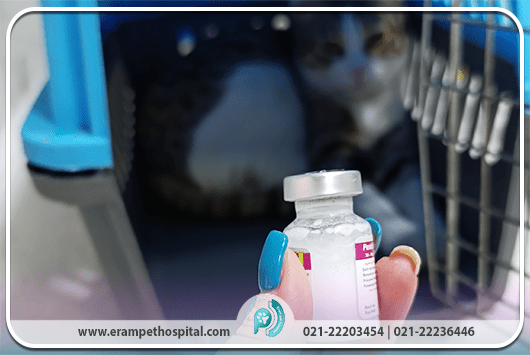 تزریق واکسیناسیون حیوانات در بیمارستان دامپزشکی ارم