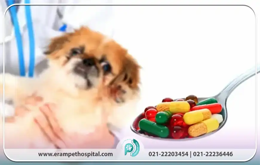 نکات مهم در نگهداری و مصرف صحیح داروهای حیوانات خانگی