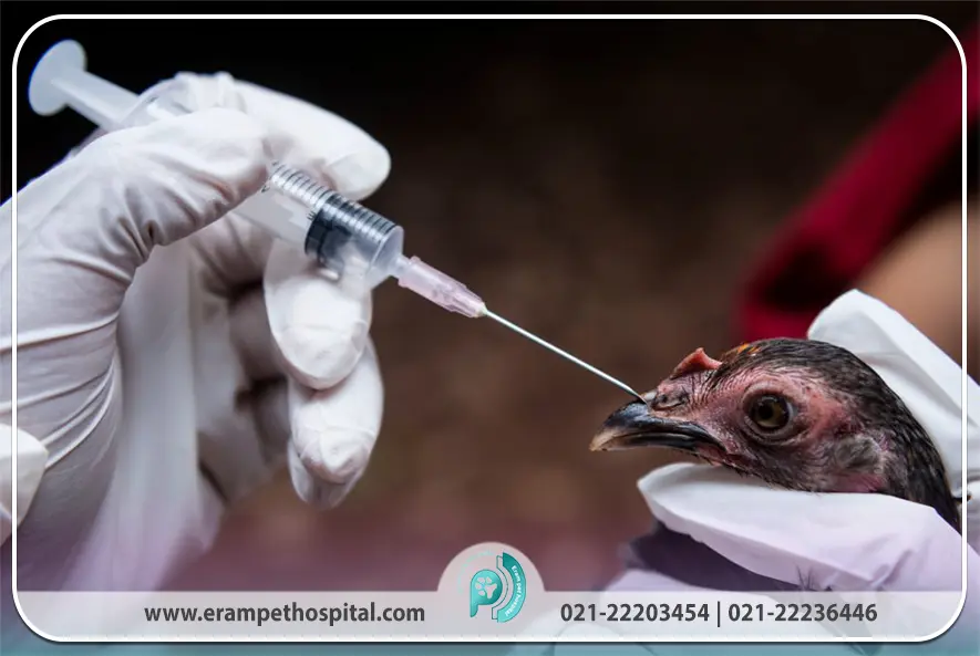 بیماری نیوکاسل و اهمیت دامپزشکی در سلامت حیوانات