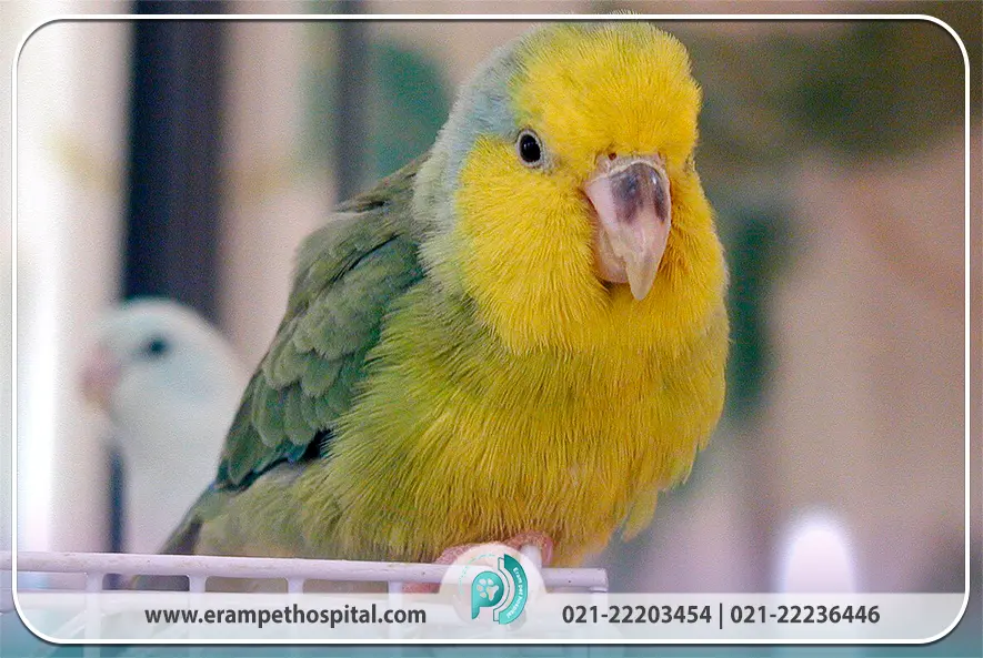 بیماری نیوکاسل (شناخت جامع، علائم و راه‌های انتقال)