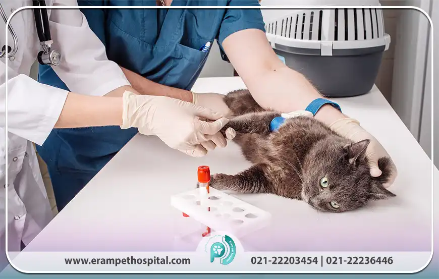 انواع آزمایشات حیاتی در آزمایشگاه حیوانات ارم