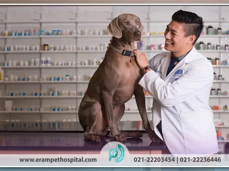 چرا داروخانه دامپزشکی برای حیوانات خانگی ضروری است؟