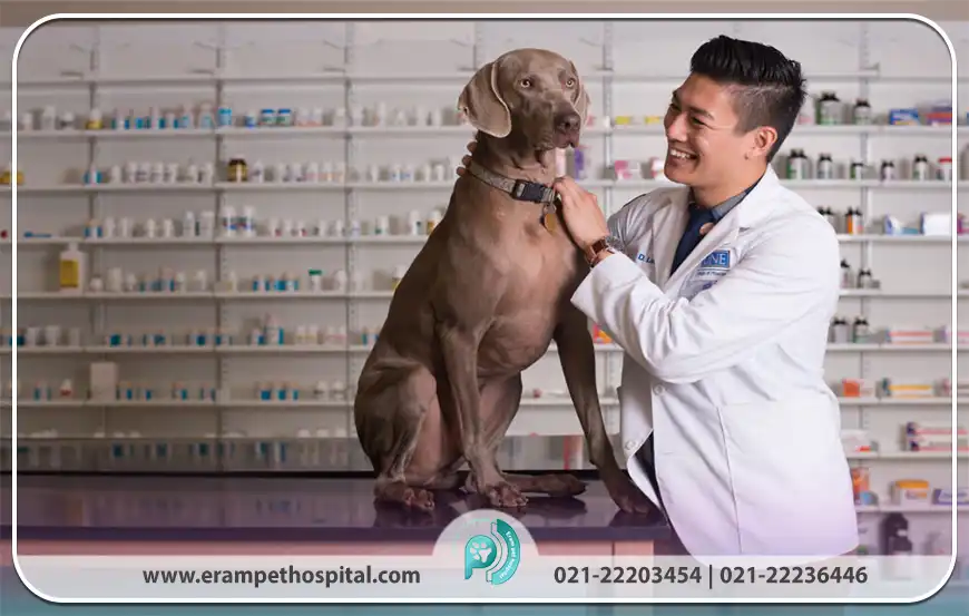 چرا داروخانه دامپزشکی برای حیوانات خانگی ضروری است؟