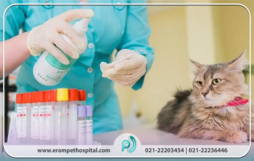 چرا آزمایشگاه دامپزشکی را مرکز جامع مراقبت از حیوانات می‌دانند؟
