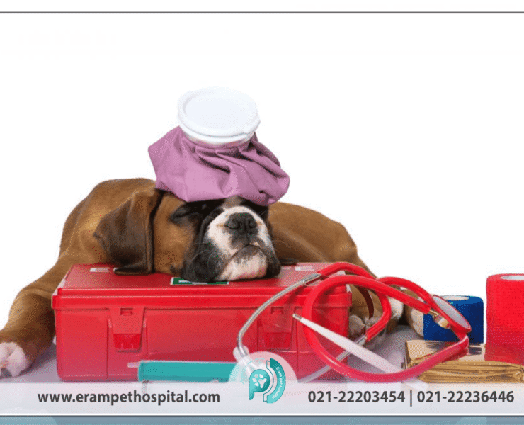 اورژانس حیوانات