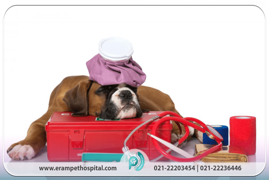 اورژانس حیوانات