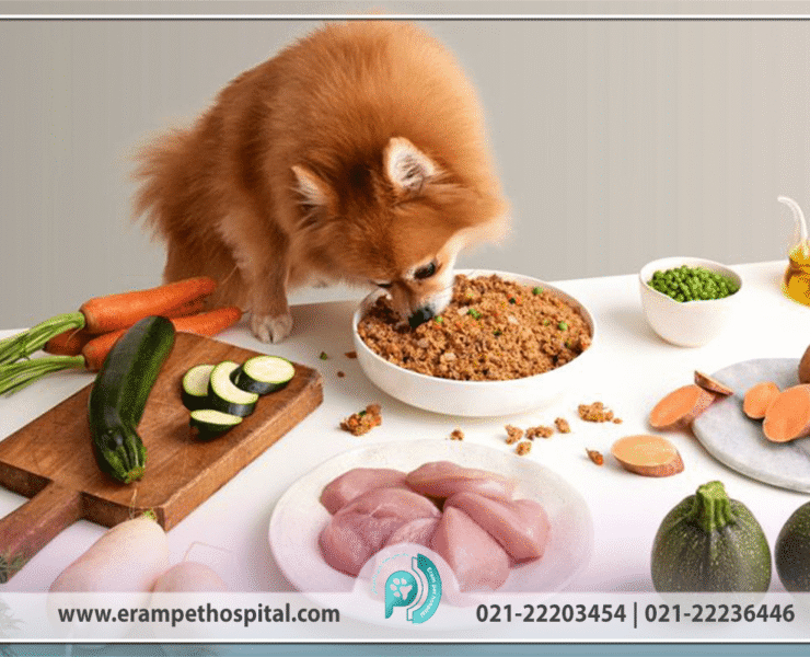 غذای خشک، مرطوب و خانگی حیوانات