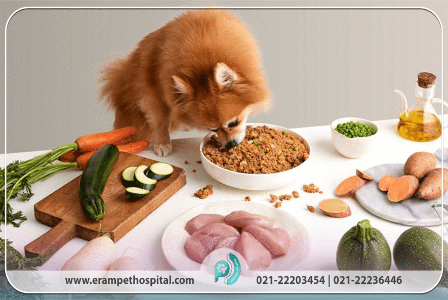 غذای خشک، مرطوب و خانگی حیوانات