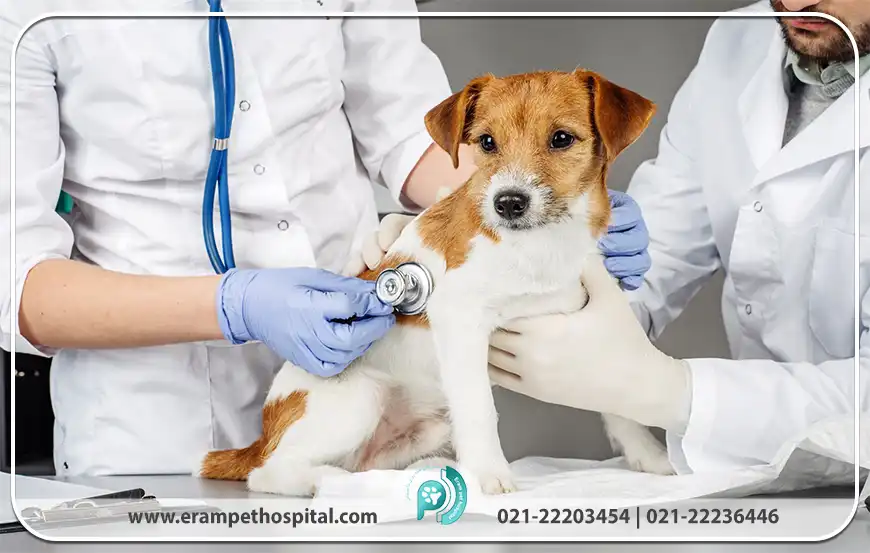 اهمیت اورژانس دامپزشکی و نقش آن در زندگی حیوانات خانگی