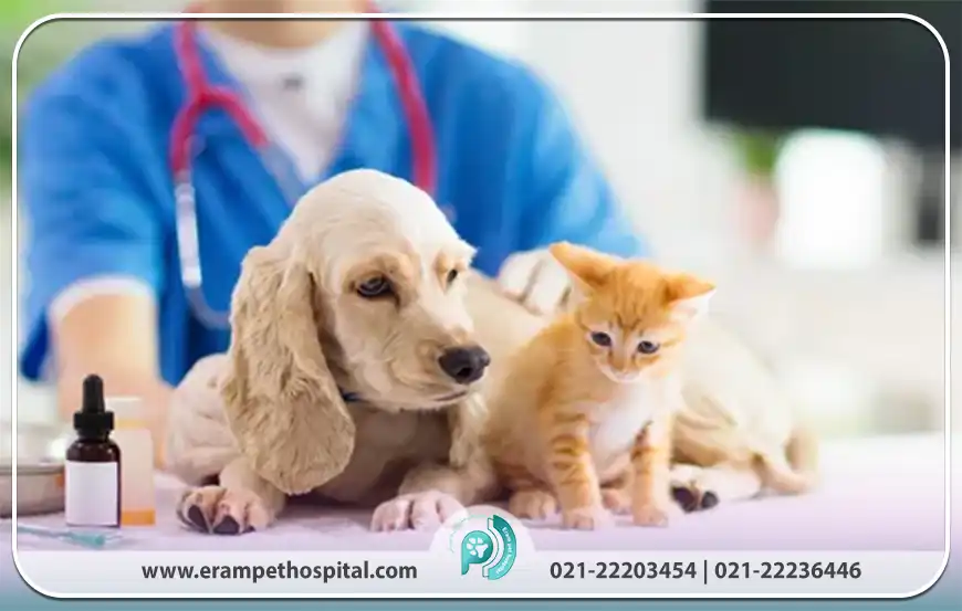 اهمیت داروخانه دامپزشکی در درمان، پیشگیری و مراقبت حیوانات خانگی