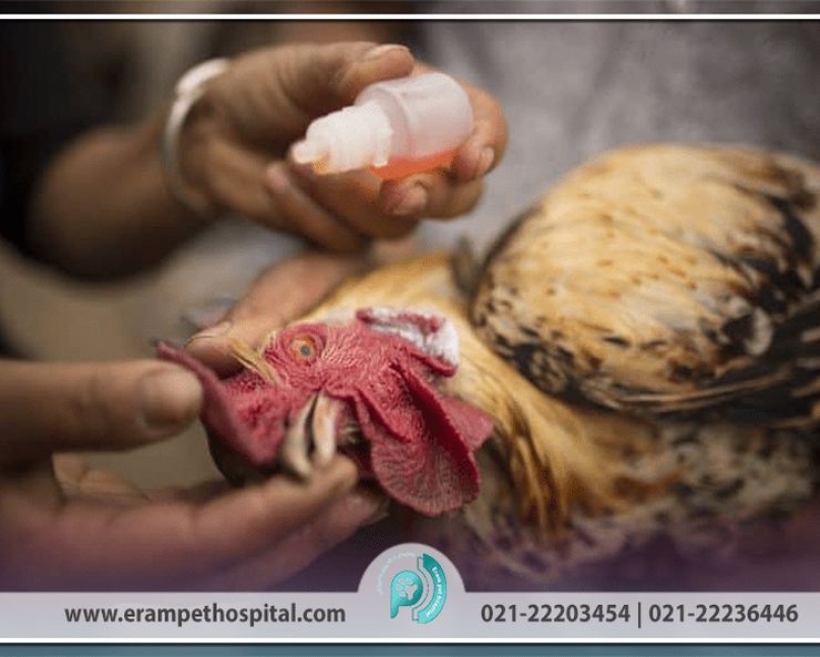 newcasel-min-870-553