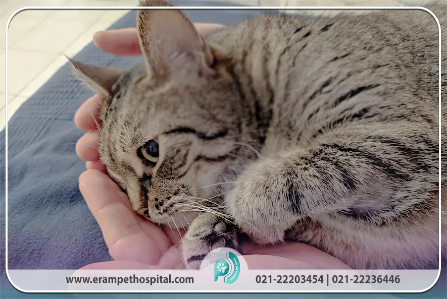 6 مشکل رایج سلامتی در گربه‌های مسن و راه‌های مدیریت آن‌ها