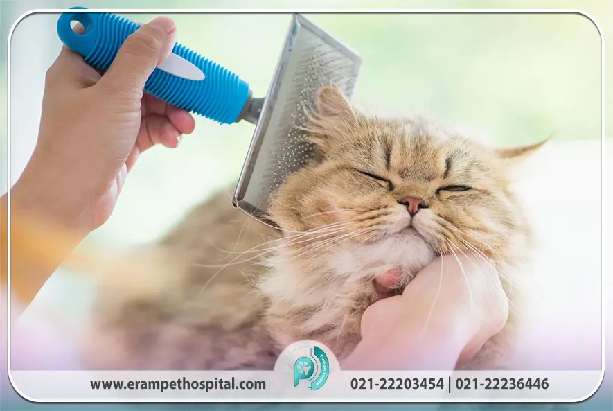 مراقبت از پوشش و نظافت گربه های مسن