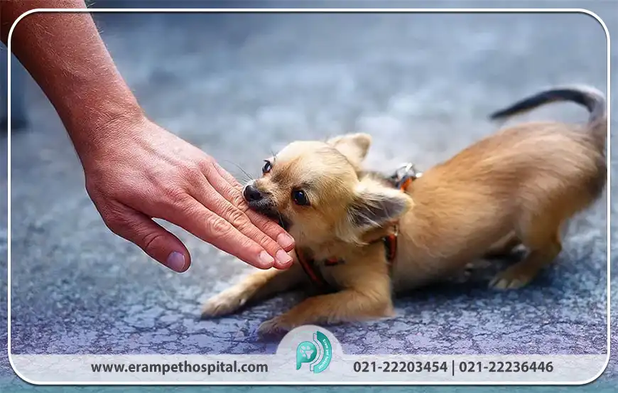 تکنیک‌های شناختی و رفتاری (CBT) در درمان ترس از حیوانات