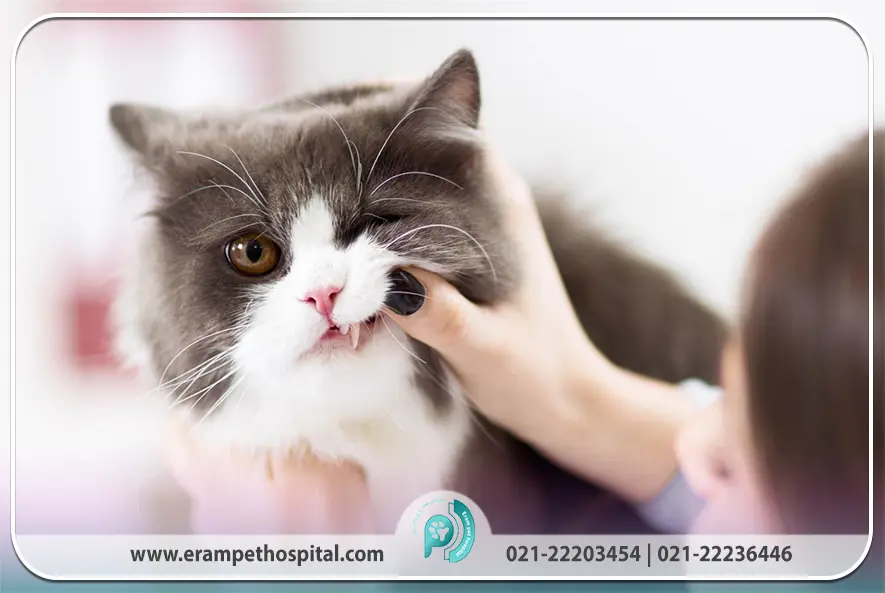 3. بیماری‌های دندانی (پیشگیری و درمان برای سلامت دهان)