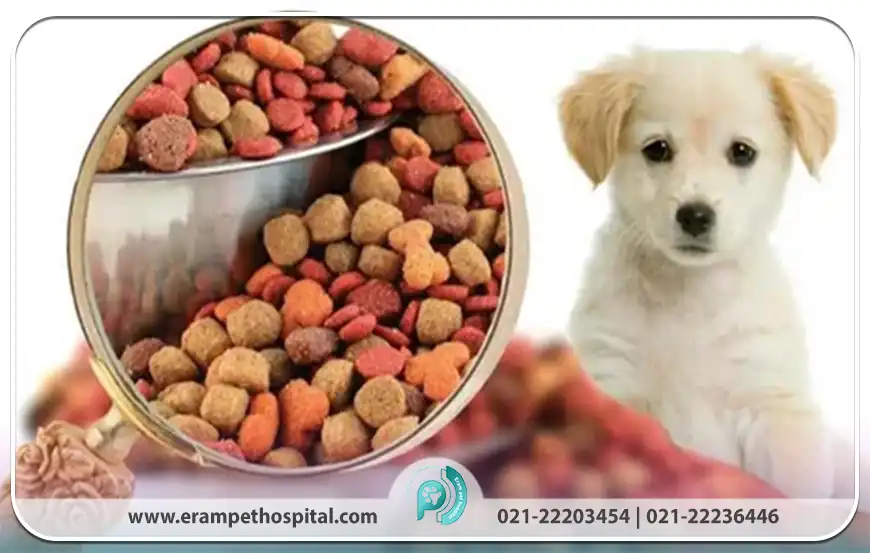 آشنایی با انواع غذای خشک، مرطوب و خانگی حیوانات