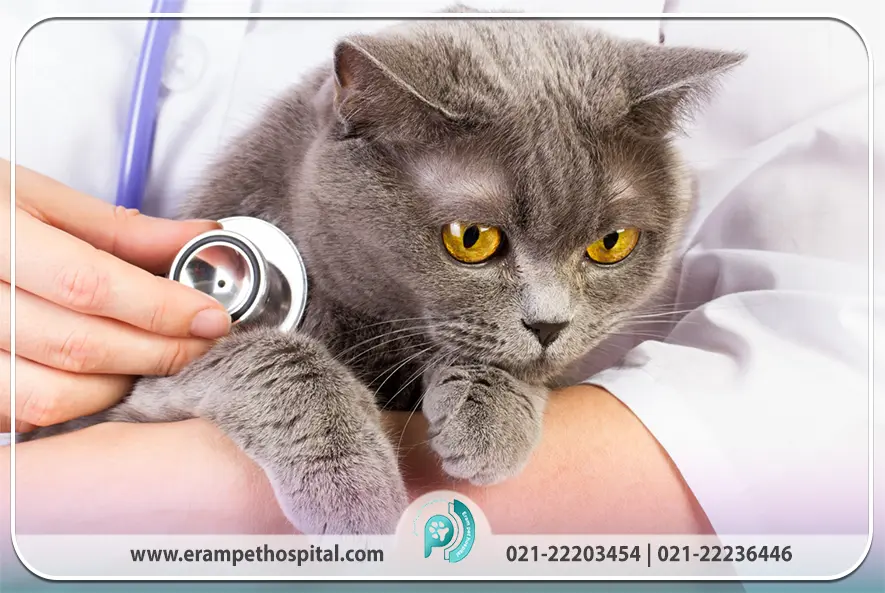 معاینات منظم دامپزشکی برای تشخیص بیماری گربه های پیر