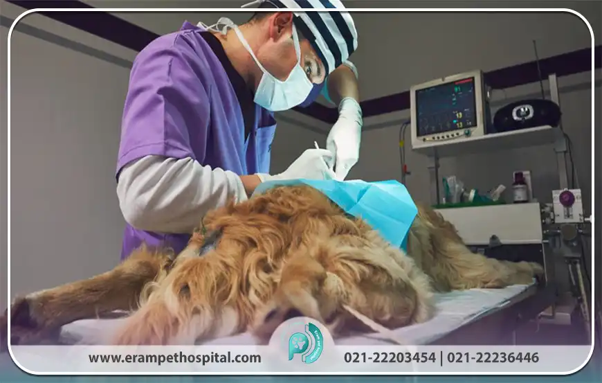 نقش کالبدگشایی در تشخیص و پیشگیری از بیماری‌های واگیردار و حفظ سلامت جامعه