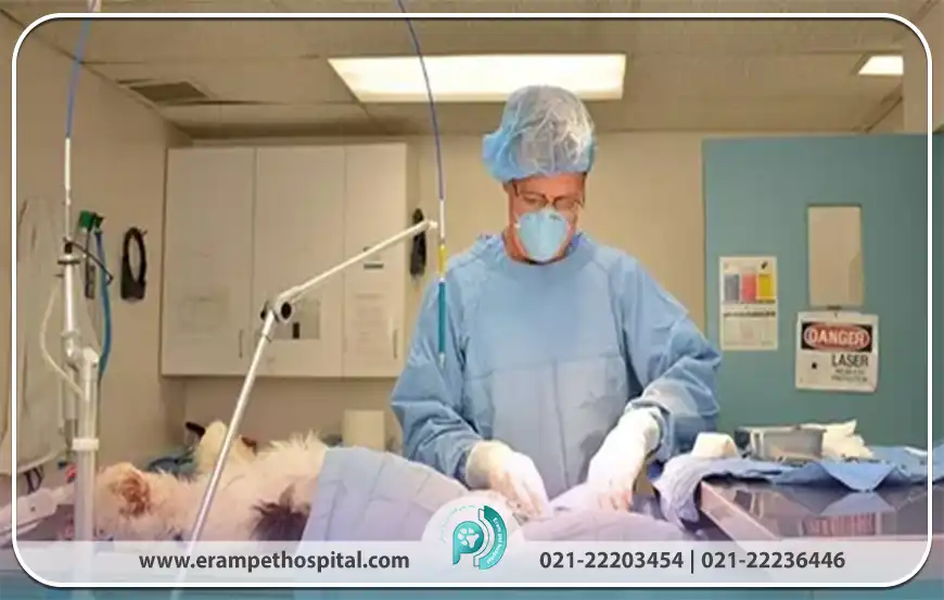نقش کالبدگشایی در تشخیص و پیشگیری از بیماری‌های حیوانی