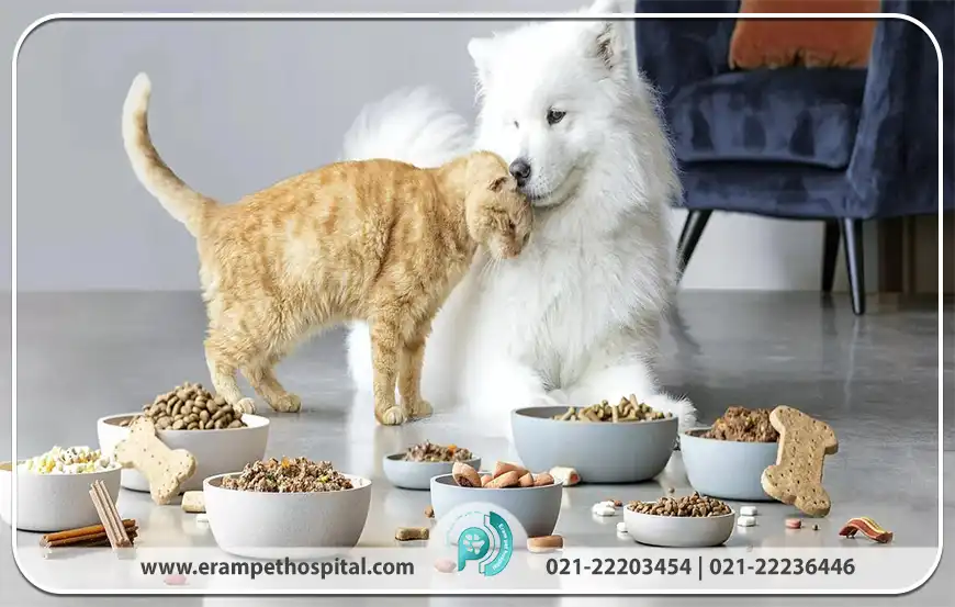 نقش حیاتی دامپزشکی در سلامت جامعه و حیوانات خانگی