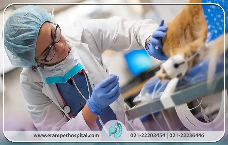 نانوتکنولوژی در دامپزشکی یعنی چه و چه کاربردی دارد؟
