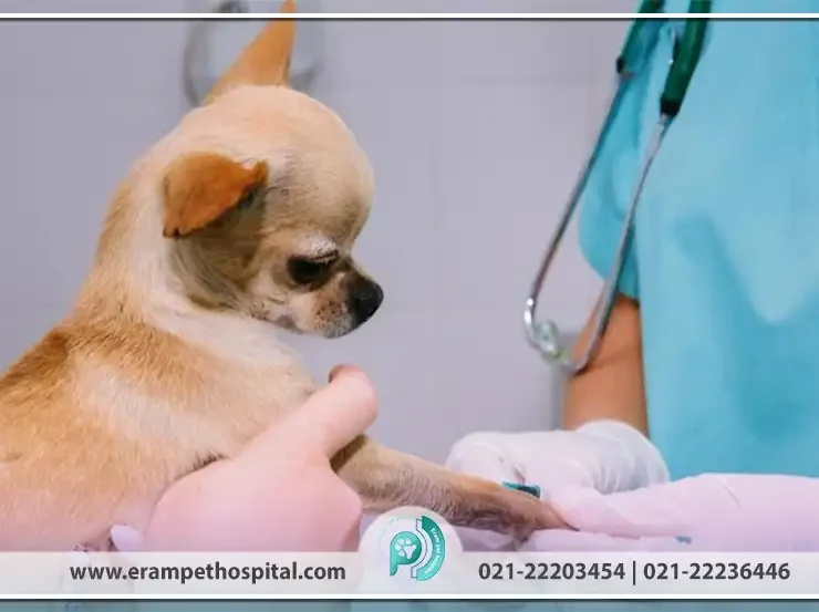 چه زمانی باید حیوان خود را به اورژانس دامپزشکی ببریم؟