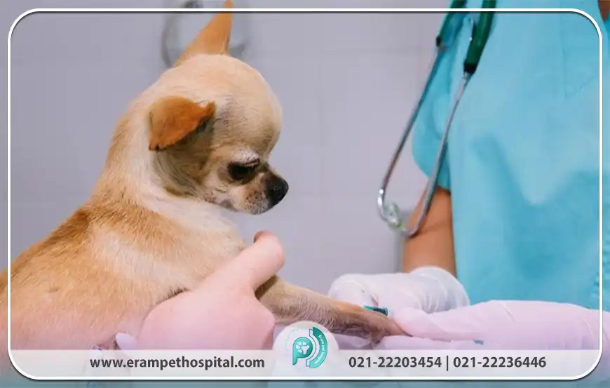 چه زمانی باید حیوان خود را به اورژانس دامپزشکی ببریم؟