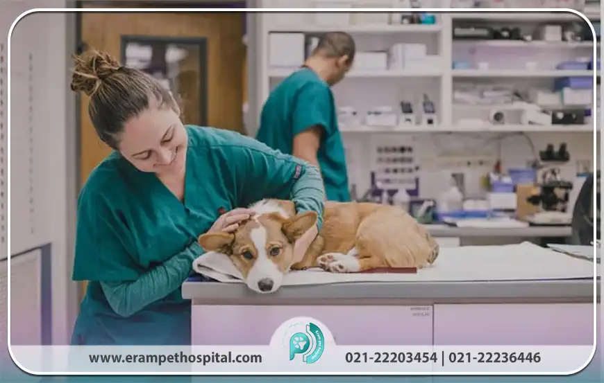 چه زمانی باید حیوان خانگی را به اورژانس برد؟