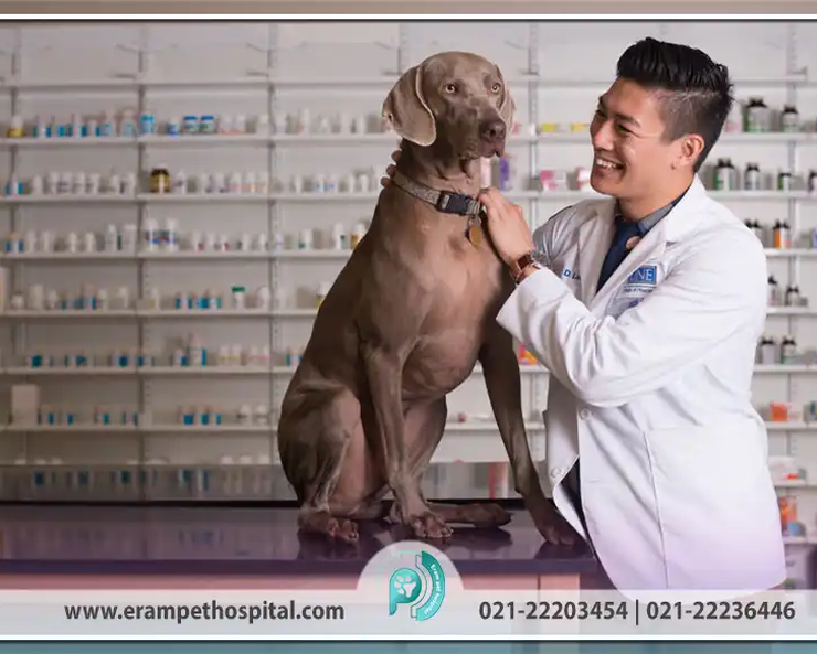 Why-is-veterinary-pharmacy-essential-pet-erampethospital.com_