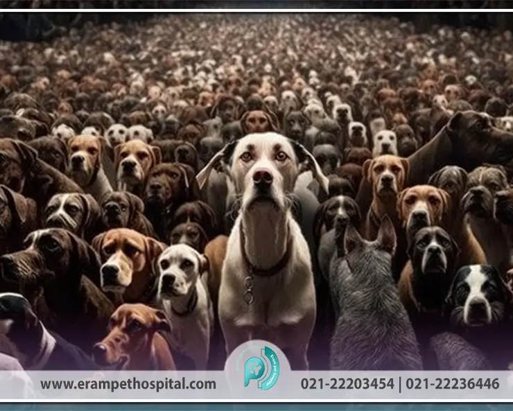 controlling-dog-populations-870-553-2