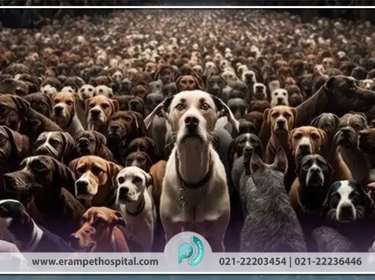 The right solution for controlling dog populations