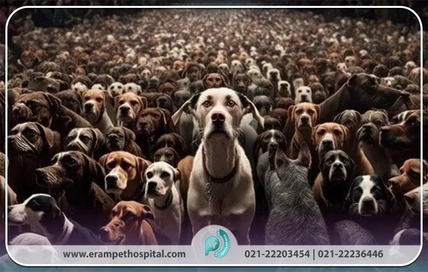 The right solution for controlling dog populations