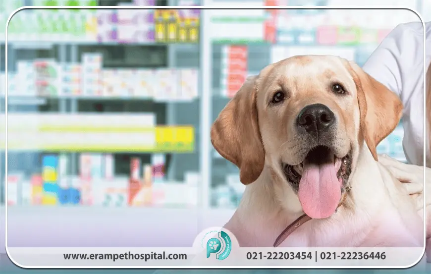 اهمیت خرید داروهای دامپزشکی از مراکز معتبر